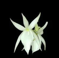 Angraecum drouhardii