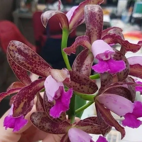 Cattleya leopoldii × sib (Cattleya)