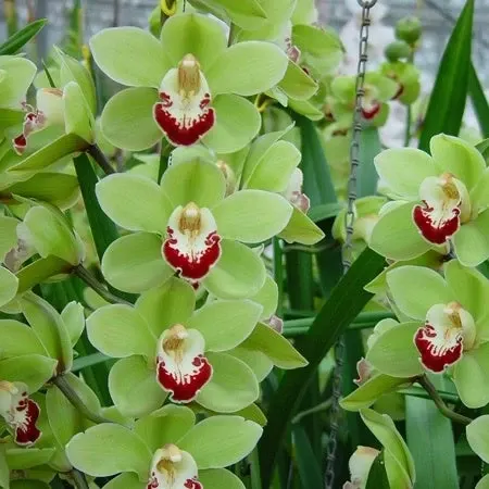 Cymbidium Green Zenith 'Machteld' (Cymbidium)