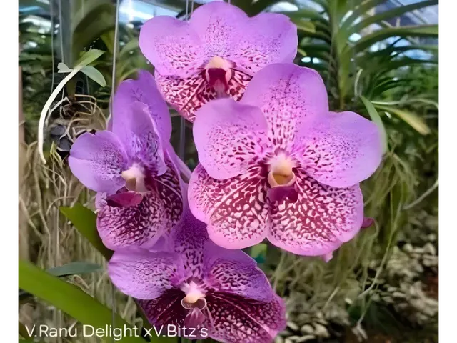 Vanda Renu Delight x Britz's Heartthrob (Vanda)