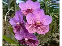 Vanda Renu Delight x Britz's Heartthrob