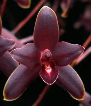 Cymbidium Little Black Sambo - A Black Orchid! 'Black Magic'