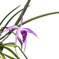 Brassocattleya Amethyst