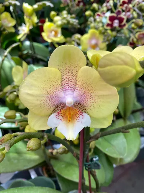 Phalaenopsis Younghome 'Wallet' (Phalaenopsis)