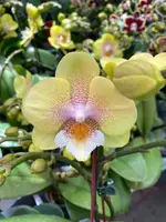 Phalaenopsis Younghome “Wallet “