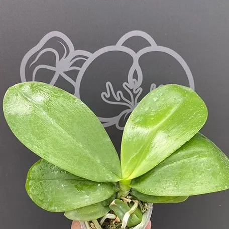 Phalaenopsis Sweet Memory (Phalaenopsis)