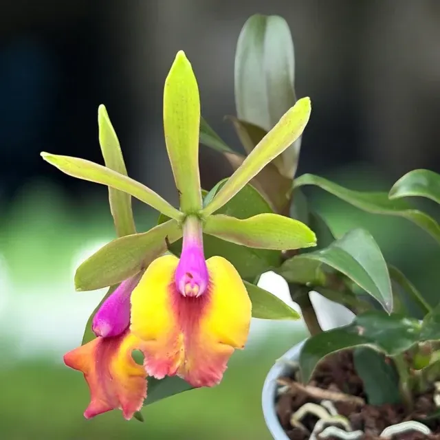 Epicattleya Cacilda Pereira