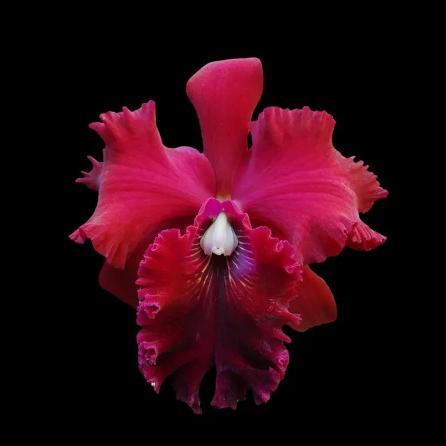 Cattleya Alliance: Rlc. Shinfong Unique 'Red' (Cattleya)