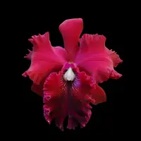 Cattleya Alliance: Rlc. Shinfong Unique 'Red'