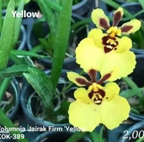 Tolumnia J. Firm Yellow