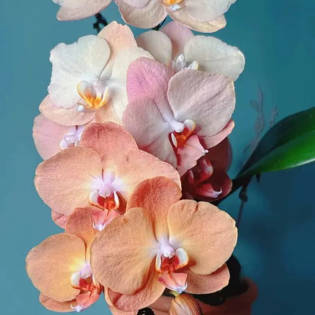 Phalaenopsis Beautiful Blossom