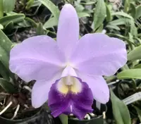 Lc. Busy Bev ‘Blue Jewel’ (5″ Pot)