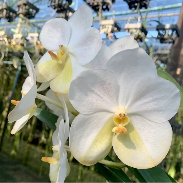 Vanda Boonserm Delight (Vanda)