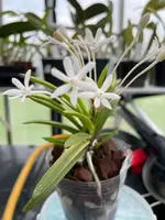 Neofinetia falcata ‘Kinboshi’