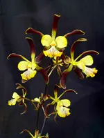 Encyclia alata majus (‘Spitskop’ x ‘Alkmaar’)