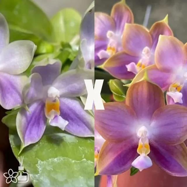 Phalaenopsis Ching Ann Purple Jewel x Mituo Reflex Dragon (Phalaenopsis)