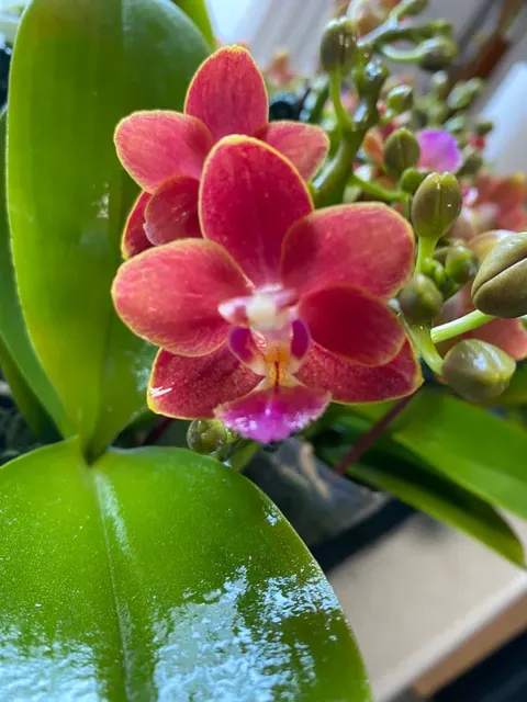Phalaenopsis “G67”