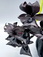 Monnierara Millennium Magic 'Witchcraft' FCC/AOS