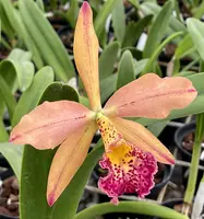 Rby. Copper Queen 'H & R' -Blooming size