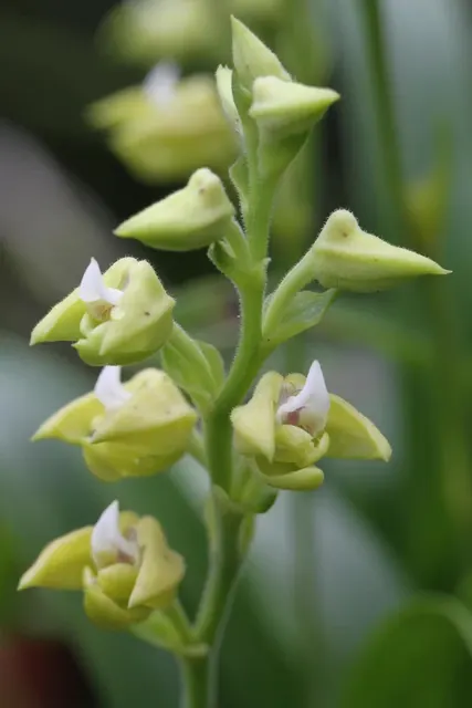 Polystachya zambesiaca (Polystachya)