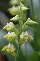 Polystachya zambesiaca