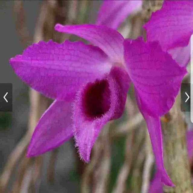 Dendrobium anosmum superbum (Dendrobium)