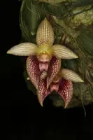 Bulbophyllum facetum