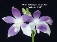 Phal. tetraspis coerulea 'Wilson#712' (WH210712) (Polychilos - Zebrinae - tetraspis )