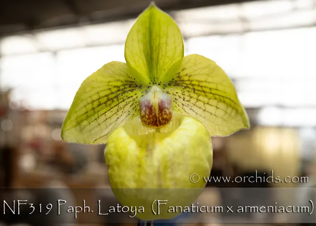 Paphiopedilum Latoya 'Note: Nice Variegated Leaves' (Paphiopedilum)