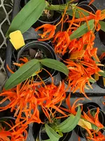 Dendrobium lamyaiae 2" in flower now!
