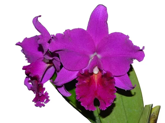 Rhyncholaeliocattleya Shunguito (Rhyncholaeliocattleya)