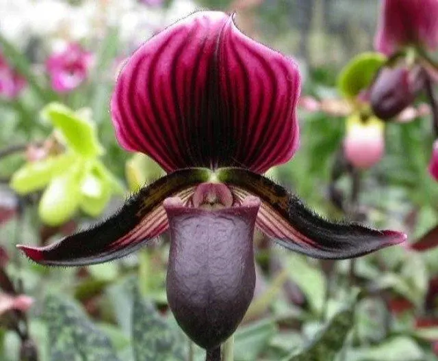 Paphiopedilum Maudiae 'Vinicolor'
