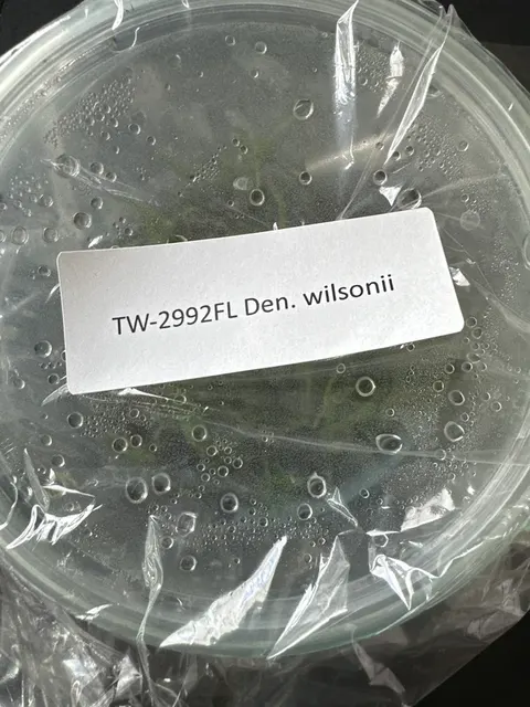 Dendrobium wilsonii (Dendrobium)
