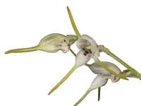 Masdevallia abbreviata