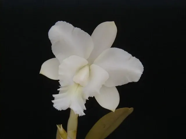 Brassocattleya Cindy Angel