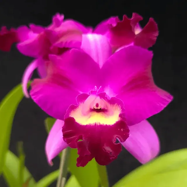 Rhyncholaeliocattleya Yuan Dung Torch 'Grape'