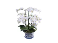 ORCHID PHALAENOPSIS IN POT 1P92061.WH