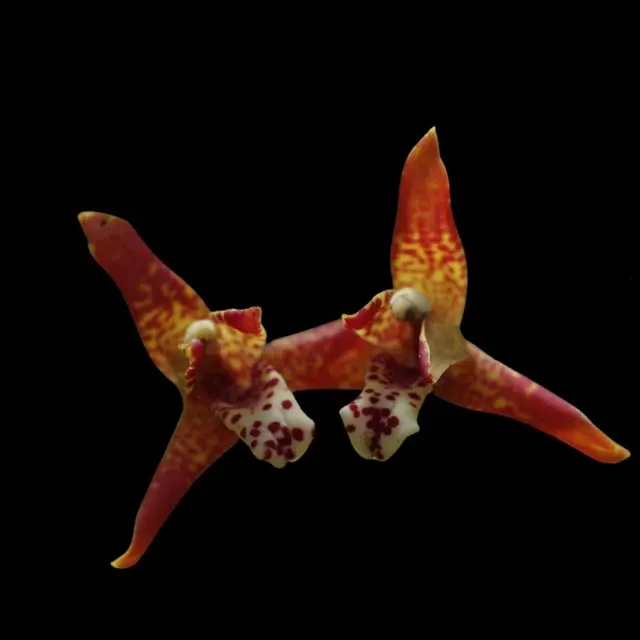Maxillaria curtipes