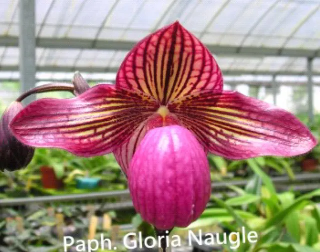 Paphiopedilum Gloria Naugle 'In-Charm Red' (Paphiopedilum)