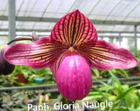 Paph. Gloria Naugle 'In-Charm Red' (PIC-3)