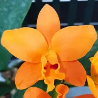 Rhyncattleanthe Shinfong Little Sun 'Youngmin Golden Boy' 2.5"
