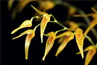 Pleurothallis picta