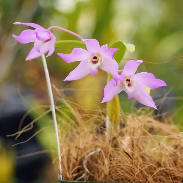 Dendrobium aduncum x trantuanii (Dendrobium)
