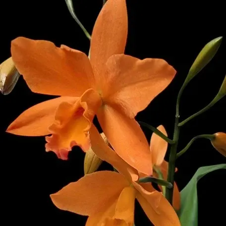 Rhyncattleanthe Love Passion 'Orange Bird' (Rhyncattleanthe)