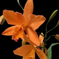 Rhyncattleanthe Love Passion 'Orange Bird' AM CCM/AOS 4.0"