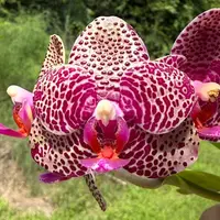 MCL203 Phalaenopsis Mituo Silver Lining 'Platinum Ruby'