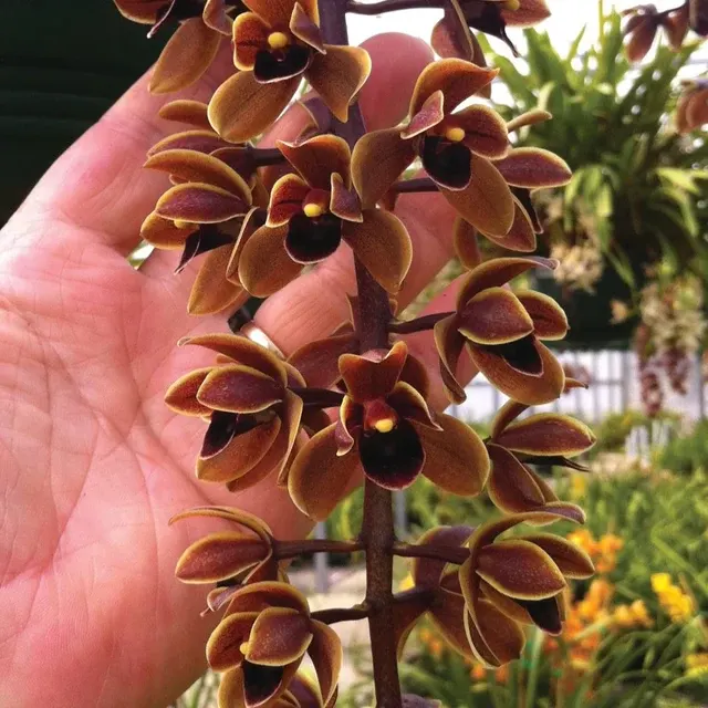 Cymbidium Penny Serenade S Choice' 'Tony'
