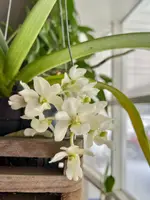 Rhynchostylis Gigantea Var. Alba