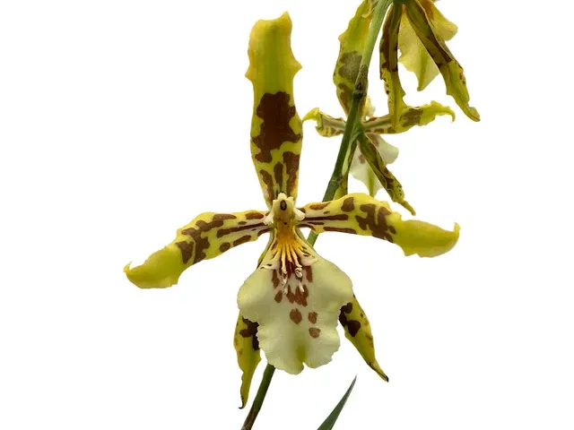 Oncidium Andrea Encalada (Oncidium)