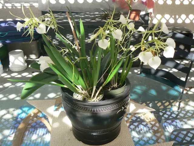 Brassavola nodosa 'Little Stars' (Brassavola)